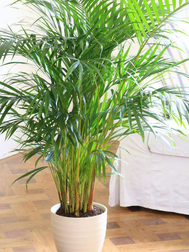 25 idées de plantes qui peuvent pousser sans lumière 3 25 idées de plantes qui peuvent pousser sans lumière 3