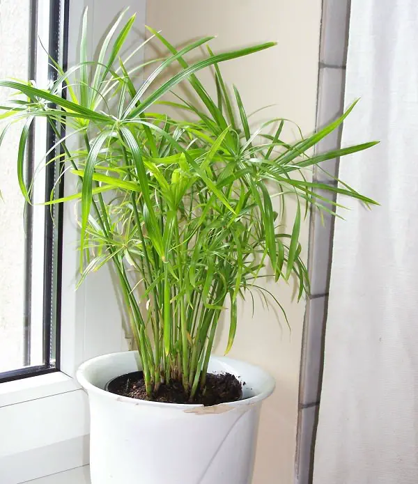 25 idées de plantes qui peuvent pousser sans lumière 4 25 idées de plantes qui peuvent pousser sans lumière 4