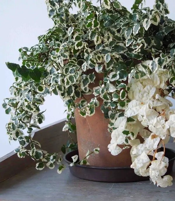 25 idées de plantes qui peuvent pousser sans lumière 6 25 idées de plantes qui peuvent pousser sans lumière 6