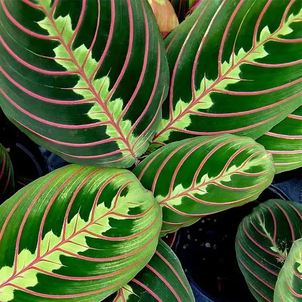 25 idées de plantes qui peuvent pousser sans lumière 8