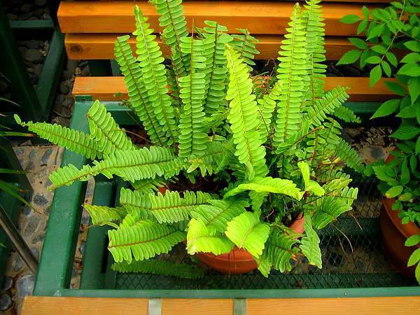 25 idées de plantes qui peuvent pousser sans lumière 9 25 idées de plantes qui peuvent pousser sans lumière 9