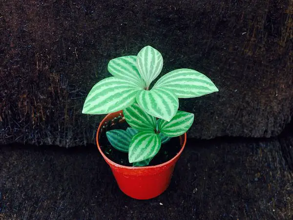 25 idées de plantes qui peuvent pousser sans lumière 10