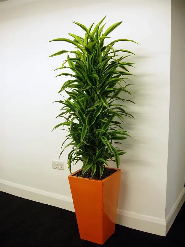 25 idées de plantes qui peuvent pousser sans lumière 1 25 idées de plantes qui peuvent pousser sans lumière 1