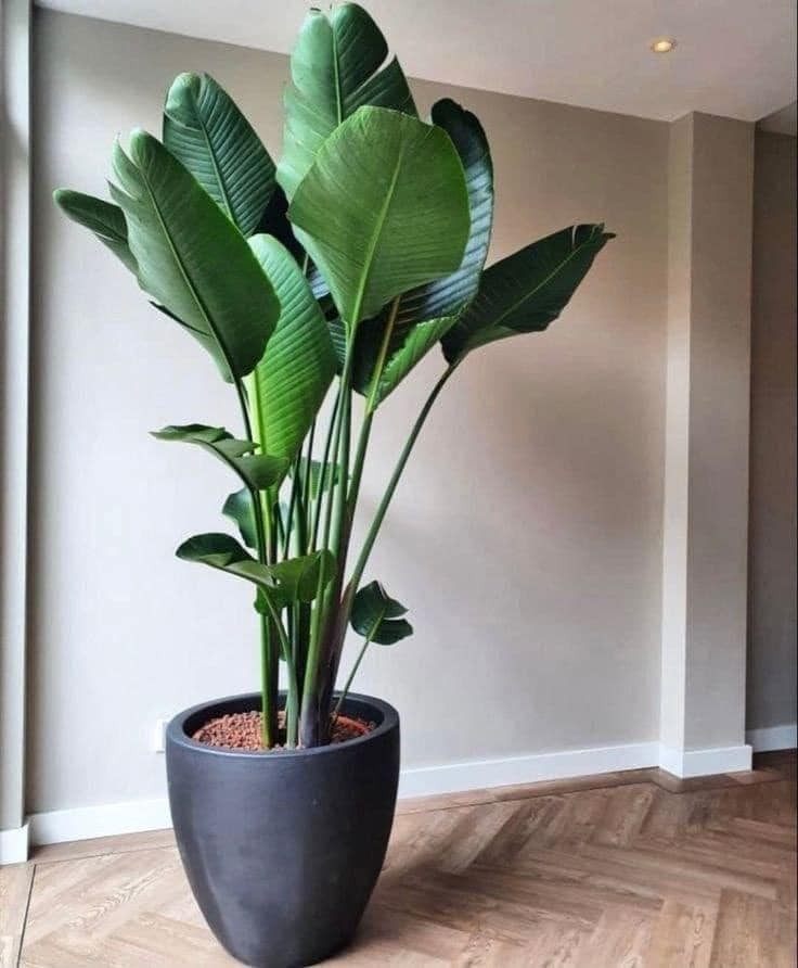 22 plant ideas to purify and decorate the interior of your home 18