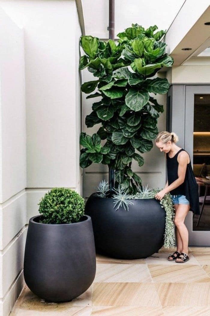 22 plant ideas to purify and decorate the interior of your home 19
