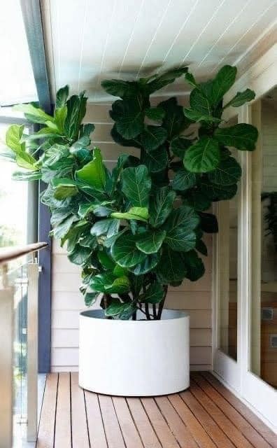 22 plant ideas to purify and decorate the interior of your home 21