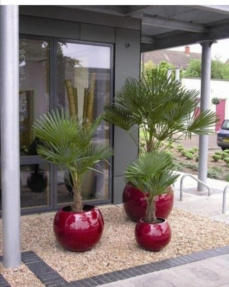 22 plant ideas to purify and decorate the interior of your home 22