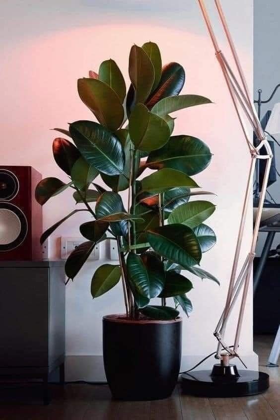 22 plant ideas to purify and decorate the interior of your home 14