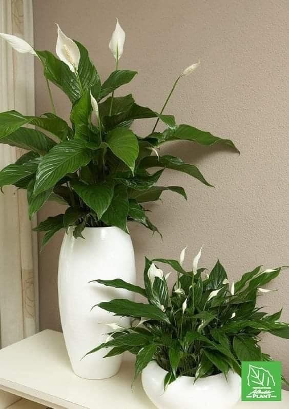 22 idées pour purifier et décorer l'intérieur de votre maison avec des pots de fleurs 6
