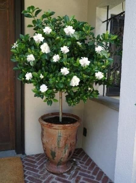22 idées pour purifier et décorer l'intérieur de votre maison avec des pots de fleurs 16