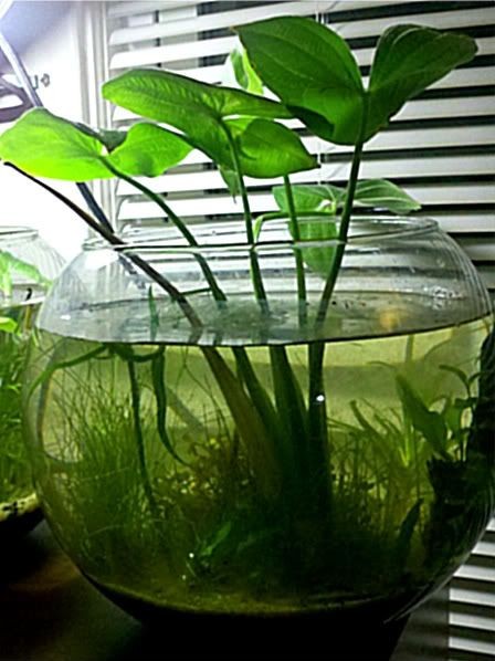 26 idées de plantes aquatiques dans des contenants en verre 25