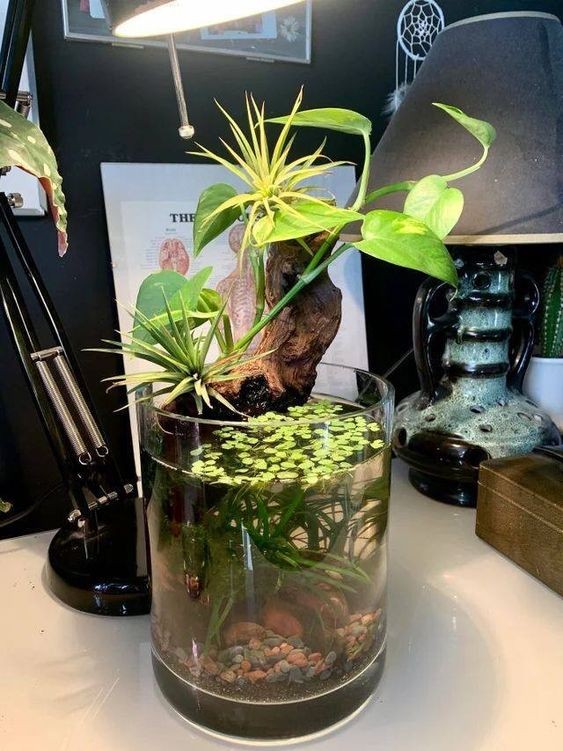 26 idées de plantes aquatiques dans des contenants en verre 26