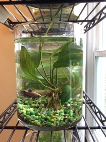 26 idées de plantes aquatiques dans des contenants en verre 23