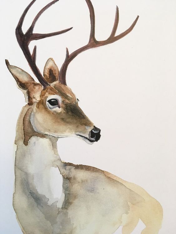 35 animaux à l'aquarelle pour apprendre à peindre des animaux 12
