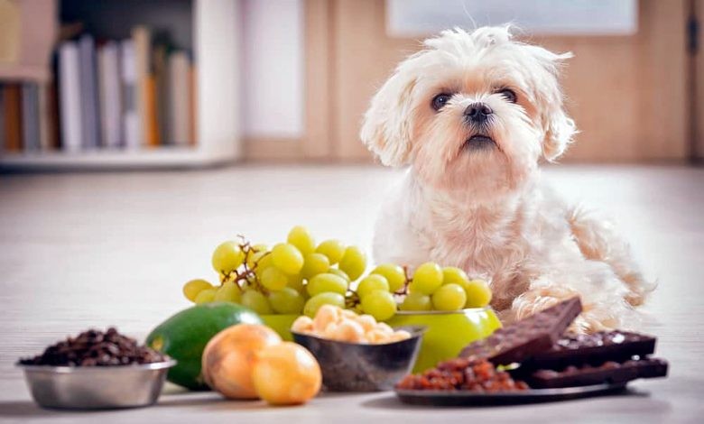 12 Produits à Bannir de L’Alimentation des Chiens 3