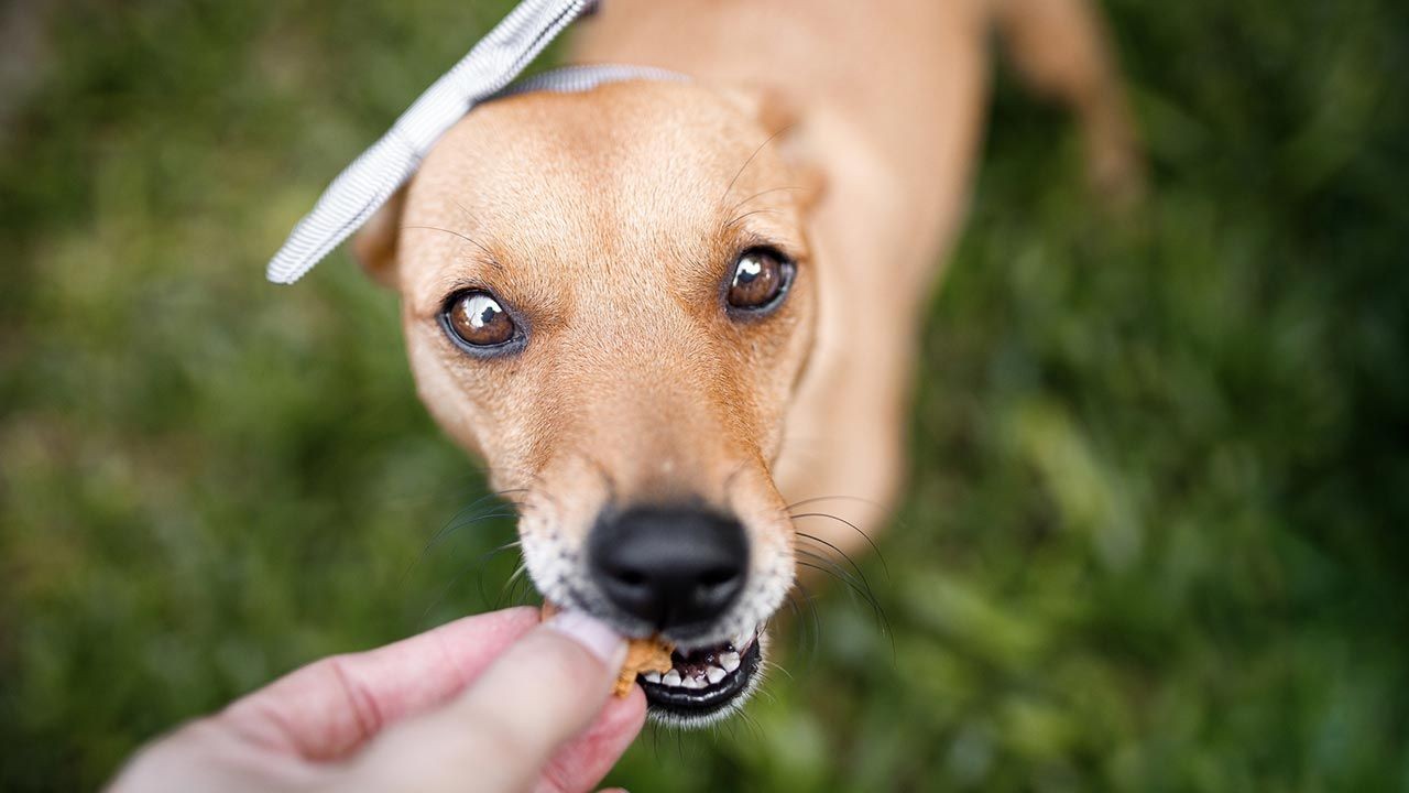 12 Produits à Bannir de L’Alimentation des Chiens 1