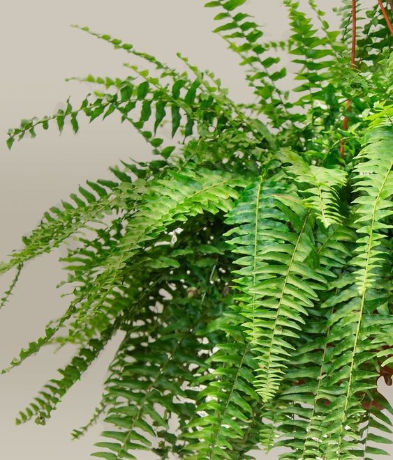 9 idées de plantes qui absorbent l'humidité d'une pièce 1
