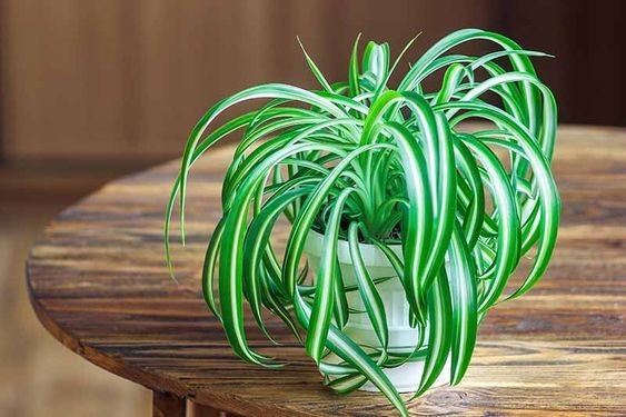 9 idées de plantes qui absorbent l'humidité d'une pièce 2