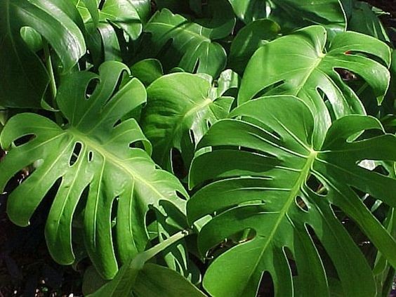 9 idées de plantes qui absorbent l'humidité d'une pièce 8