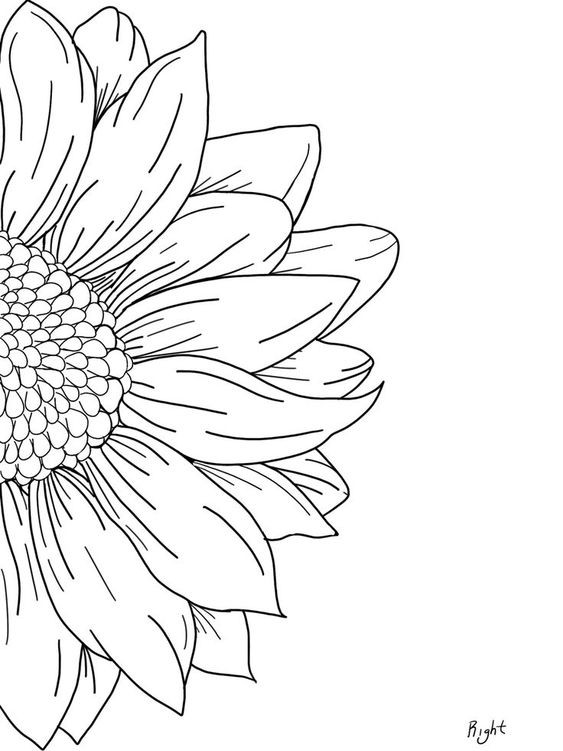 Dessin de fleur : 29 Idées faciles pour apprendre à dessiner des fleurs 2