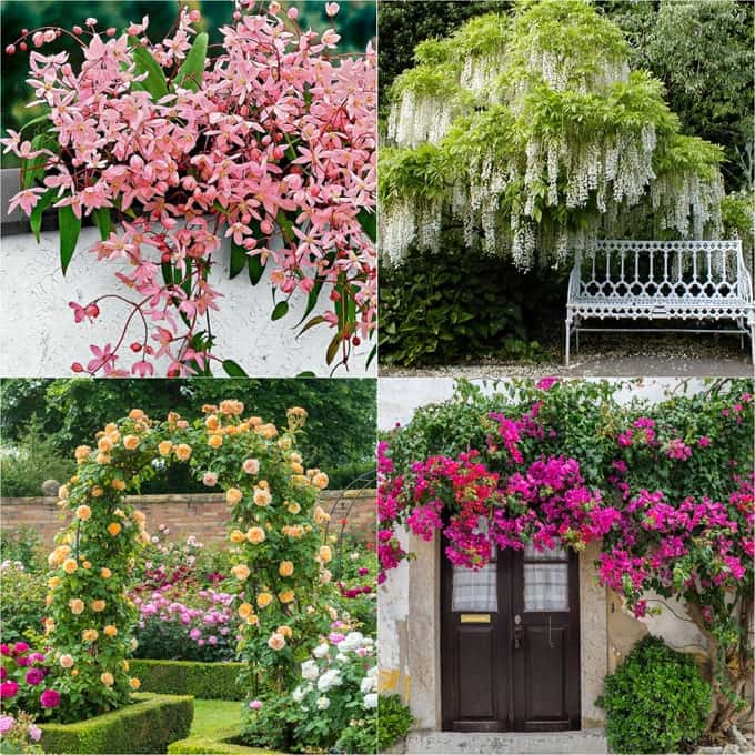 20+ favorite easy-to-grow fragrant flowering vines for year-round beauty.