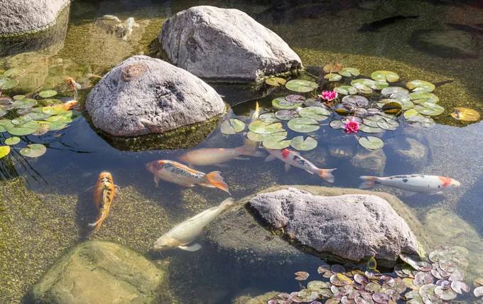 29 meilleures idées de jardins d'eau : étangs, cascades et fontaines 10