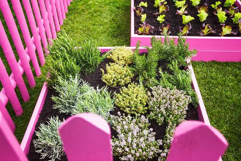 Pink raised beds