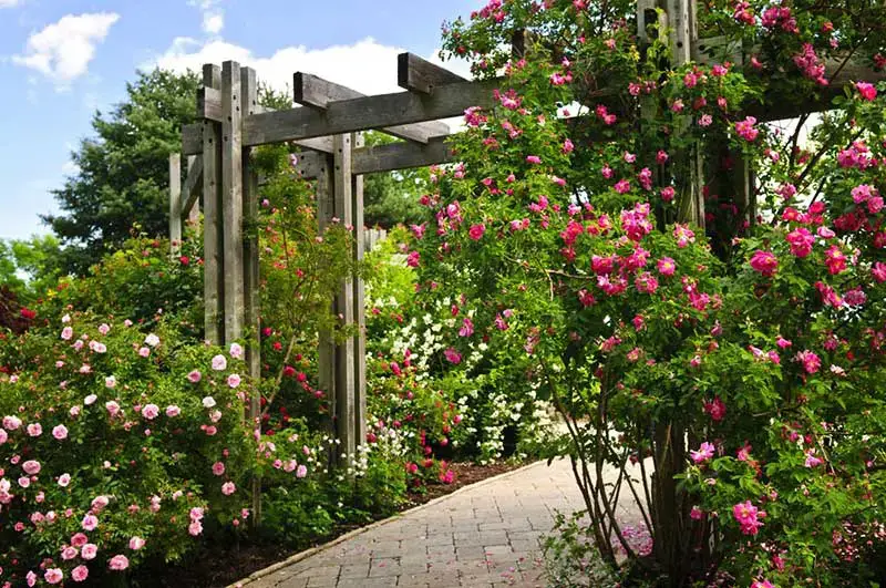 61 idées de jardins super cool dans l'arrière-cour 12 Flower Draped Pergola