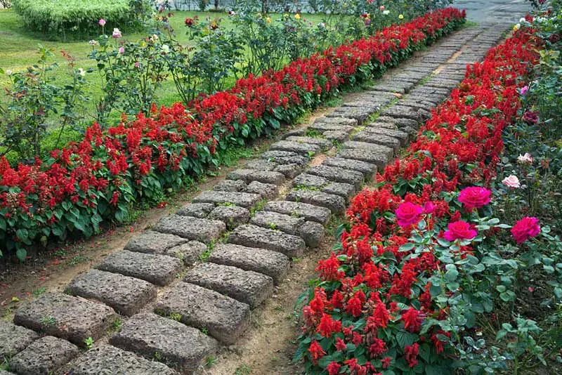 Brick Path Lined With Flowers