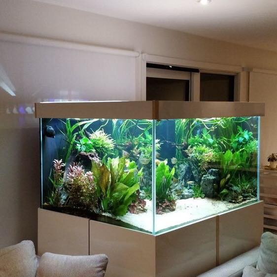 25 top idées d'aquariums de luxe 23