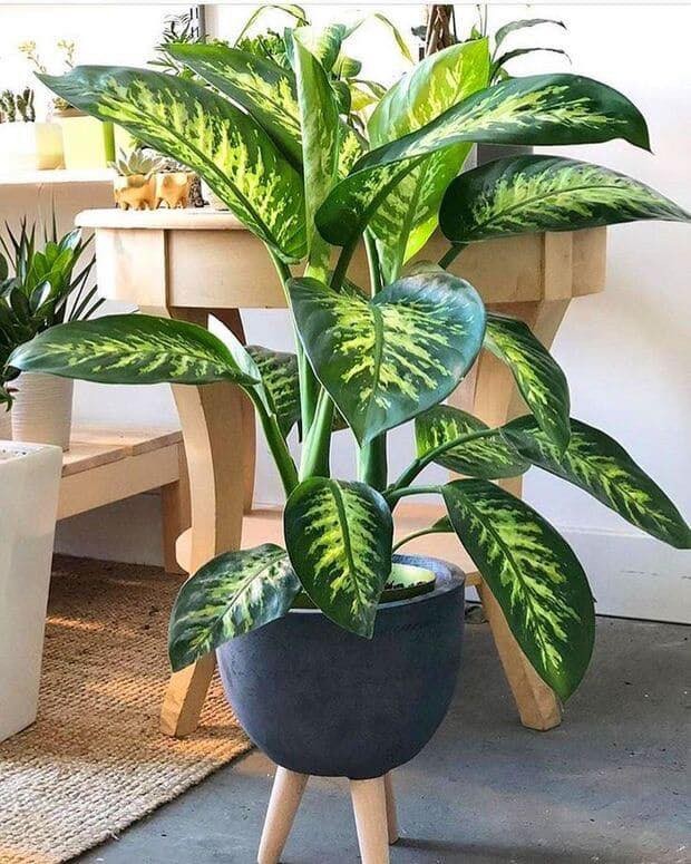 18 idées pour vous inspirer à décorer avec des plantes 1