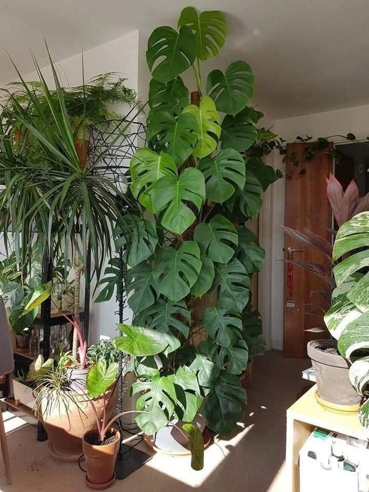 18 idées pour vous inspirer à décorer avec des plantes 2 18 idées pour vous inspirer à décorer avec des plantes 2