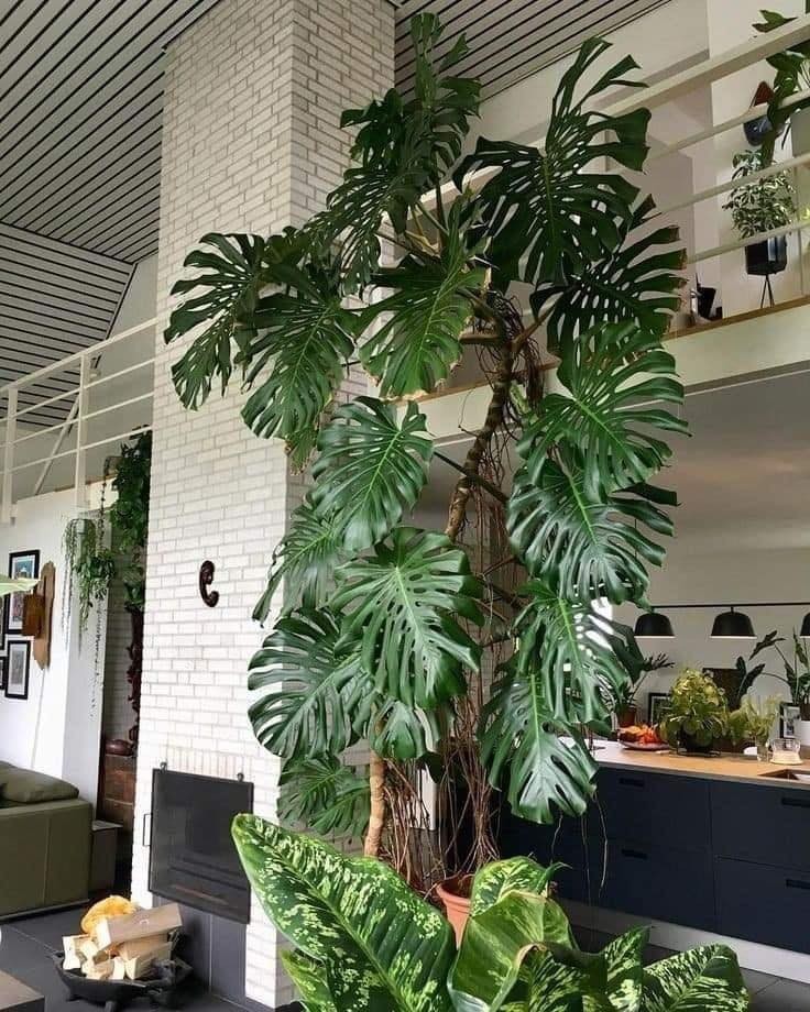 18 idées pour vous inspirer à décorer avec des plantes 3 18 idées pour vous inspirer à décorer avec des plantes 3
