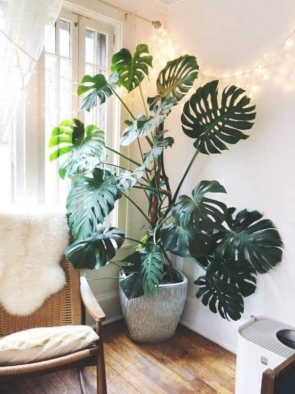 18 idées pour vous inspirer à décorer avec des plantes 9