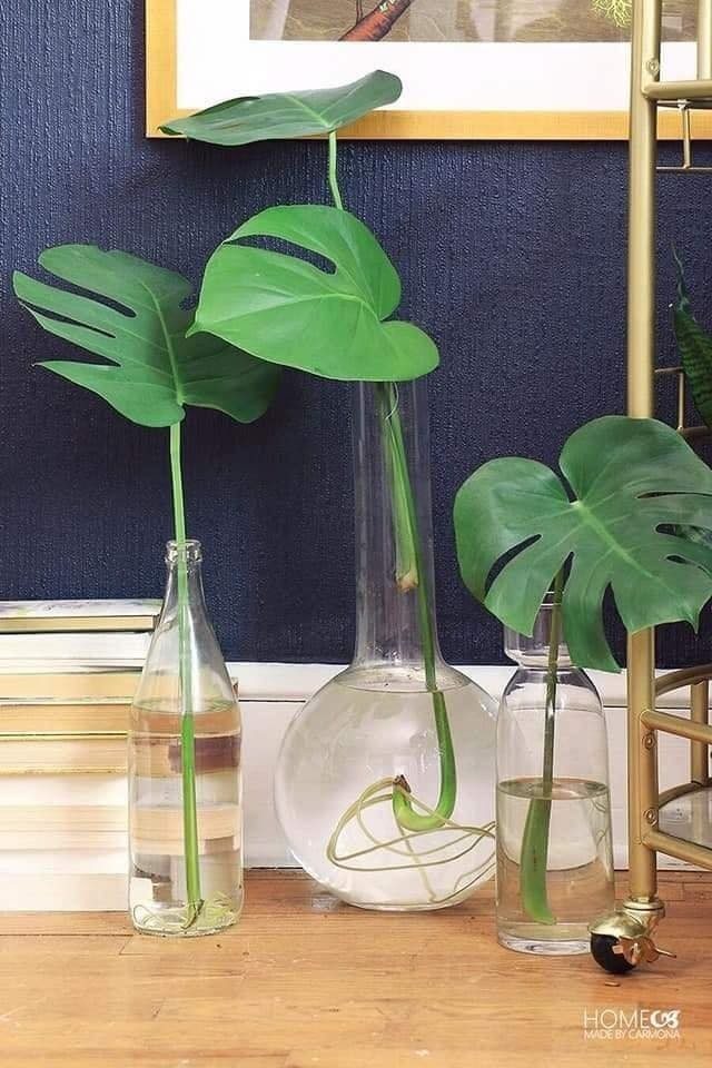 18 idées pour vous inspirer à décorer avec des plantes 10