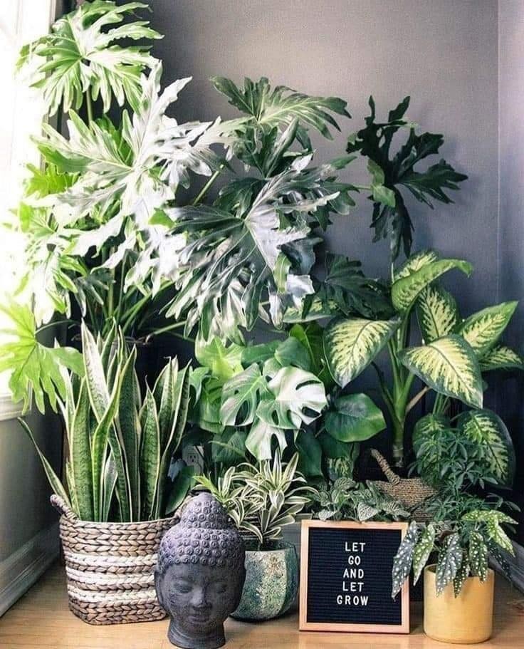 18 idées pour vous inspirer à décorer avec des plantes 11