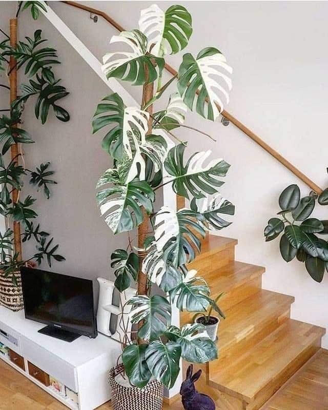 18 idées pour vous inspirer à décorer avec des plantes 12 18 idées pour vous inspirer à décorer avec des plantes 12