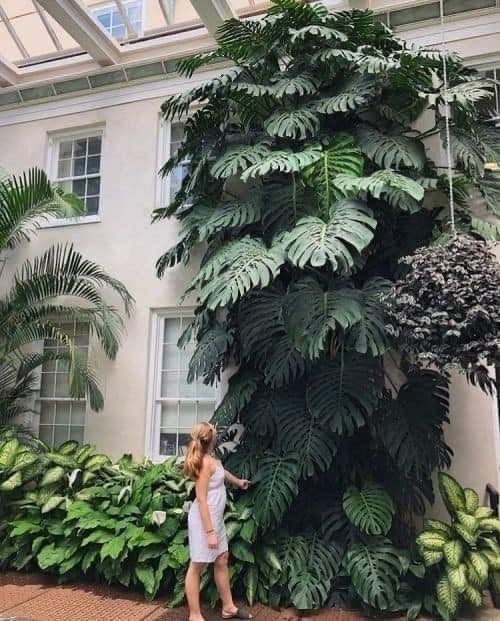 18 idées pour vous inspirer à décorer avec des plantes 13 18 idées pour vous inspirer à décorer avec des plantes 13