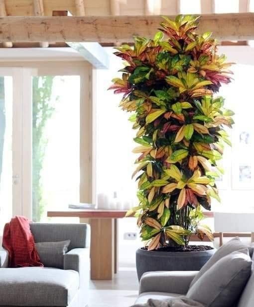 18 idées pour vous inspirer à décorer avec des plantes 15