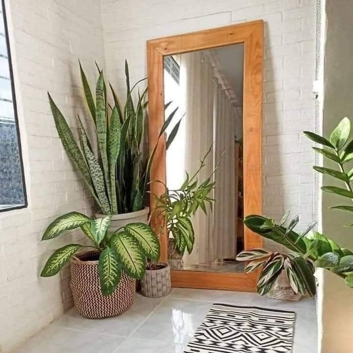22 plant ideas to purify and decorate the interior of your home 1