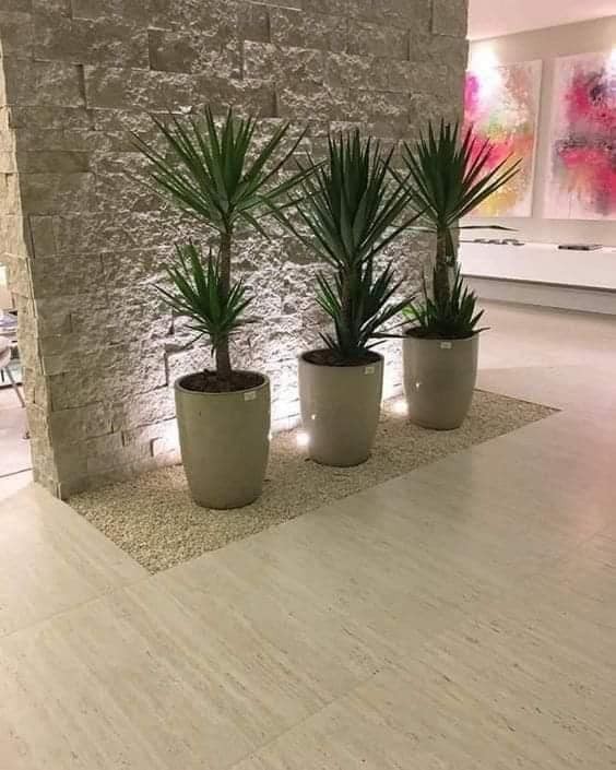 22 plant ideas to purify and decorate the interior of your home 3