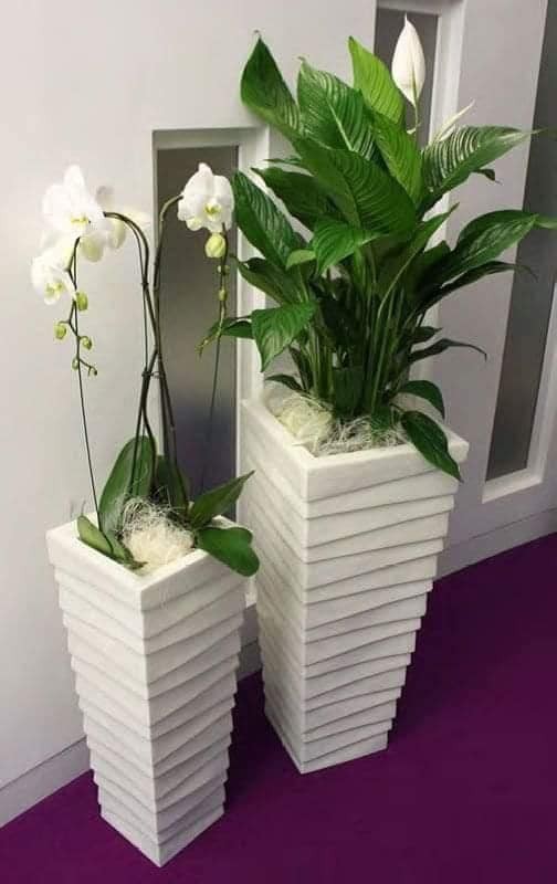 22 plant ideas to purify and decorate the interior of your home 5