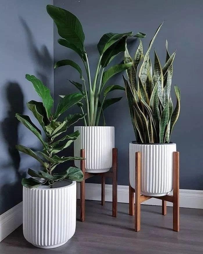 22 plant ideas to purify and decorate the interior of your home 13