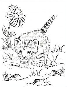 Coloriage chaton : 20 dessins à imprimer gratuitement 7