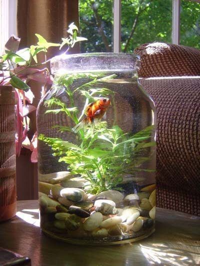 26 idées de plantes aquatiques dans des contenants en verre 3