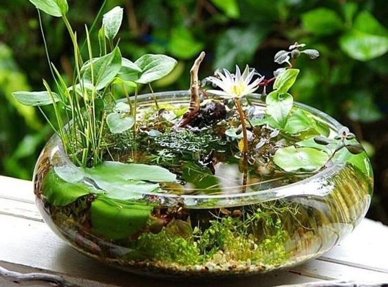 26 idées de plantes aquatiques dans des contenants en verre 4