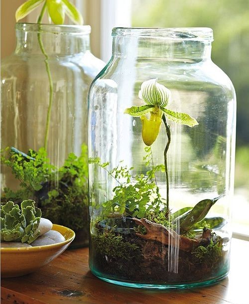 26 idées de plantes aquatiques dans des contenants en verre 6