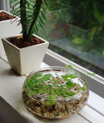26 idées de plantes aquatiques dans des contenants en verre 7