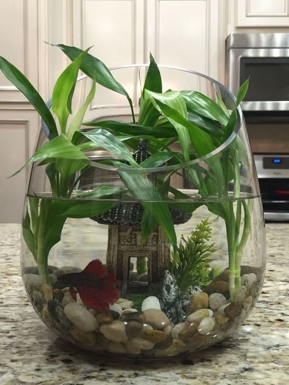 26 idées de plantes aquatiques dans des contenants en verre 8