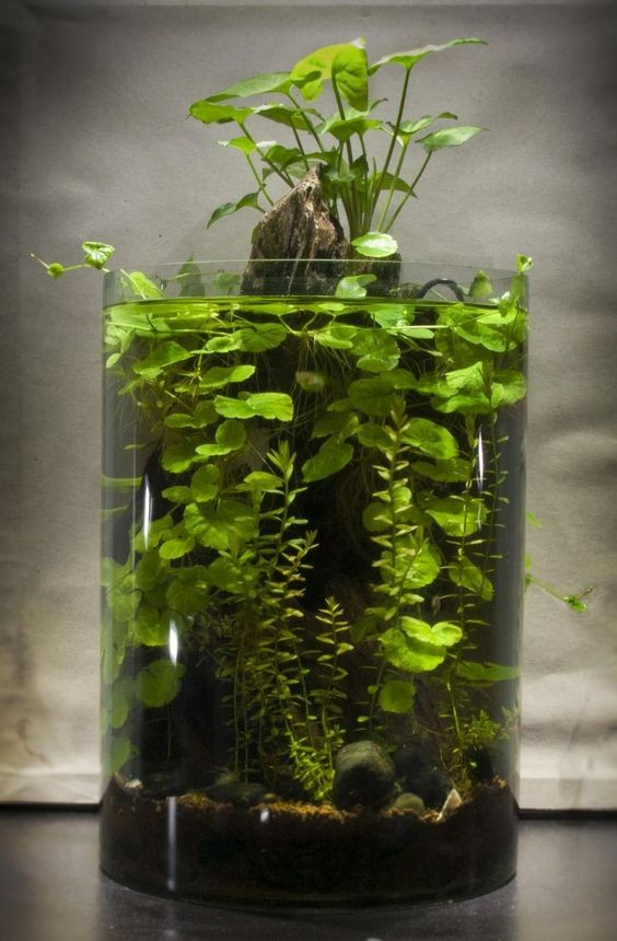 26 idées de plantes aquatiques dans des contenants en verre 9
